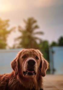 golden retriever