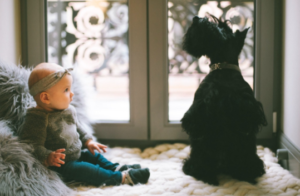 Baby looking at a black schnauzer dog